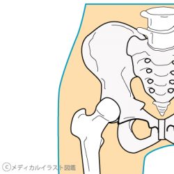 股関節